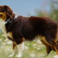 Mini Australian Shepherd