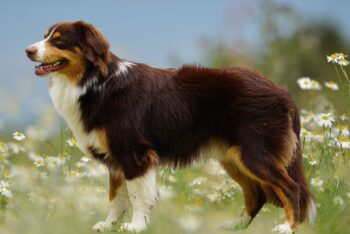 Mini Australian Shepherd