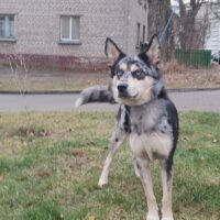 Aussie-Husky-Mix aus dem Tierschutz sucht erfahrene Hände