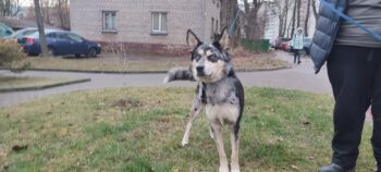 Aussie-Husky-Mix aus dem Tierschutz sucht erfahrene Hände