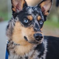 Besondere Aussie-Border-Collie-Mix-Hündin aus dem Tierschutz sucht erfahrene Hände