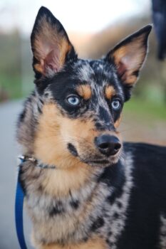 Besondere Aussie-Border-Collie-Mix-Hündin aus dem Tierschutz sucht erfahrene Hände