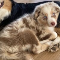 Australian Shepherd Welpe ASCA