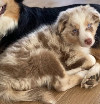 Australian Shepherd Welpe ASCA