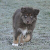 Australian Shepherd Welpen mit ASCA Papieren ( Rüden ) suchen das perfekte Zuhause