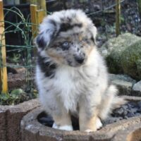 Australian Shepherd Welpen mit ASCA Papieren ( Rüden ) suchen das perfekte Zuhause