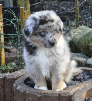 Australian Shepherd Welpen mit ASCA Papieren ( Rüden ) suchen das perfekte Zuhause