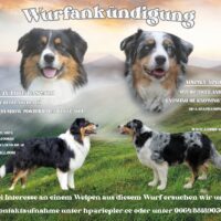 Wurfankündigung