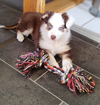 Mini Aussie Hündin wartet noch auf ihre Familie