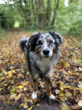 Mailo Miniature Australian Shepherd sucht neues Zuhause