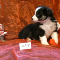 Mini Aussie Hündin Lilly