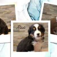 Australian Shepherd Welpen mit ASCA Papieren