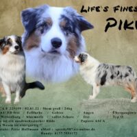 Pike blue merle (Australian Shepherd)