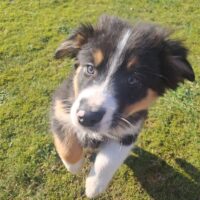 Australian Shepherd Welpen