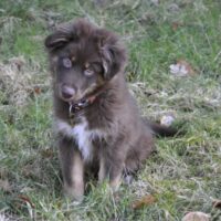 Australian Shepherd Welpe Rüde red tri mit ASCA Papieren sucht ein liebevolles Zuhause