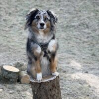 Mailo Mini Aussie sucht neues Zuhauss