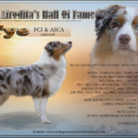 Australian Shepherd Deckrüde ASCA oder FCI | Import Serbien