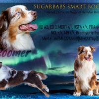 Sugarbab´s Smart Boomer