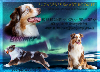 Sugarbab´s Smart Boomer