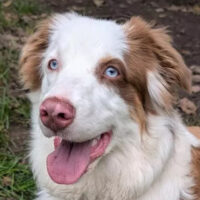 Vaiana, Australian Shepherd