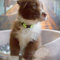 Australian Shepherd ASCA Welpen