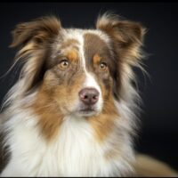 Australian Shepherd Welpen mit ASCA Papieren