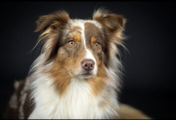 Australian Shepherd Welpen mit ASCA Papieren